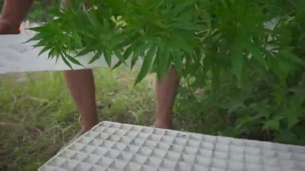 生物多样性公约 大麻植物克隆到外面种植的人 — 图库视频影像