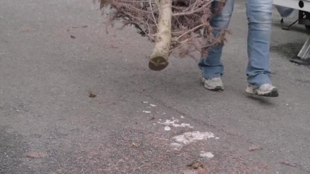 Mulher Movendo Árvore Natal Morto Para Coleta Reciclagem — Vídeo de Stock