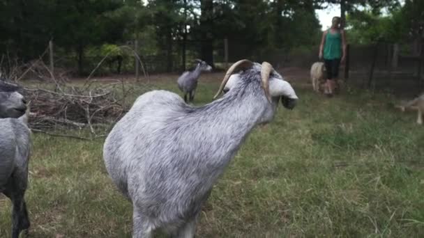 Jóvenes Cabras Nubias Viendo Granjero Caminar Más Allá Ellos Campo — Vídeo de stock