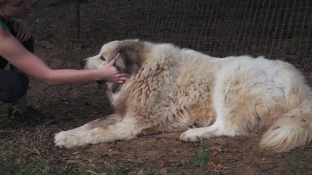 Vista Una Mujer Acariciando Perro Los Grandes Pirineos Oreja Perro — Vídeos de Stock