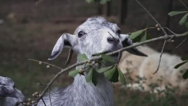 Cerrar Anglo Nubia Comer Hoja Rama Anglo Nubian Una Raza — Vídeo de stock