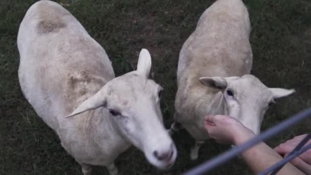 Κοντινό Πλάνο Άποψη Του Προσώπου Χάιδεμα Πρόβατα Μέσα Από Φράχτη — Αρχείο Βίντεο