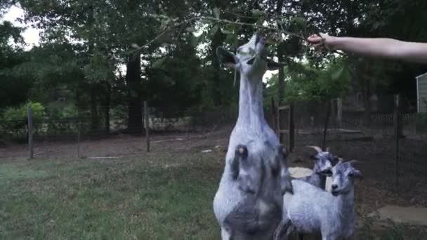 Utsikt Över Nubian Goat Stående Bakbenen För Att Gren Innehas — Stockvideo