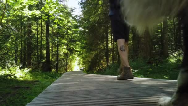 Homem Caminhando Com Seu Cão Floresta Caminho Madeira — Vídeo de Stock