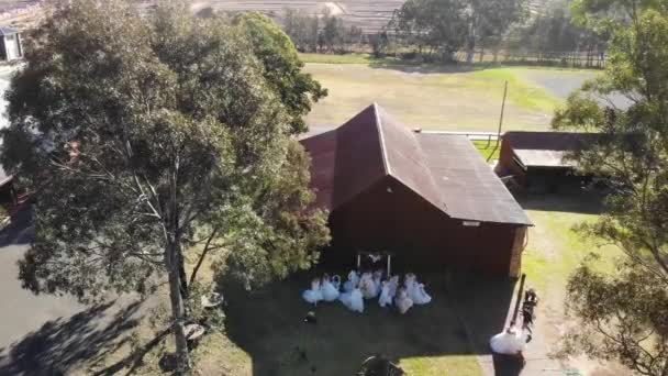 流行スタイルの写真撮影のための農村部の設定で結婚式のドレスで13人の花嫁の空中 ドローン 24Fps — ストック動画