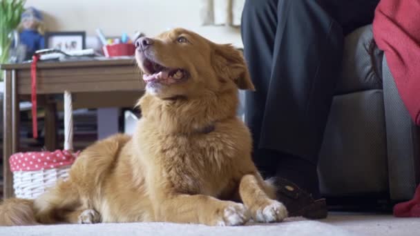 Lojal Kjælehund Som Ligger Gulvet Ved Siden Eier Innendørs Hører – stockvideo