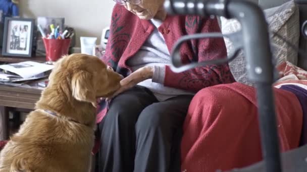 Lojal Kjæledyr Hund Med Eldre Kvinnelig Besteforelder Eldre Senior Spise – stockvideo