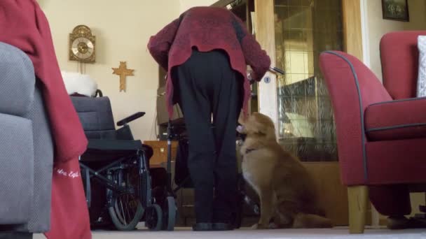 Äldre Äldre Promenader Med Hjälp Följeslagare Lojal Sällskapsdjur Hund Glad — Stockvideo