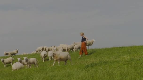 Une Jeune Femme Marchant Parmi Les Moutons Qui Paissent — Video