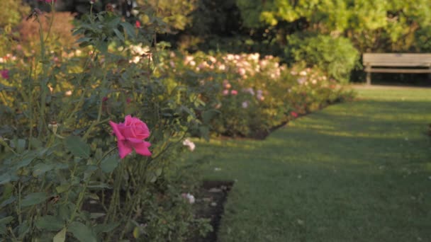 Lady Acerca Para Oler Una Rosa Rosa Una Cama Rosas — Vídeos de Stock