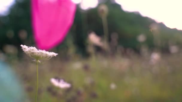 Lekfulla Barnpinnar Genom Blommor Med Fjärilsdräkt Och Nät Sensommardag — Stockvideo