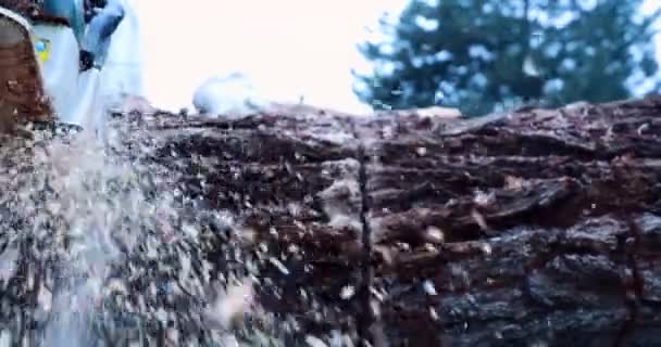 Sawdust Hitting Camera Close Cutting Log Chainsaw — Stock Video