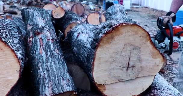 Cutting Tree Truck Chainsaw — Stock Video