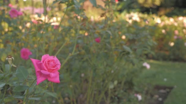 Garden Eden Krásná Žena Vonící Růžovou Růží Klidné Květinové Zahradě — Stock video