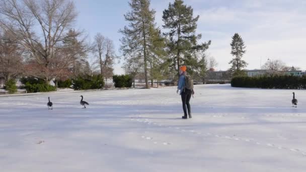 Movimento Lento Jovem Caminhando Neve Entre Gansos Hamilton Canadada — Vídeo de Stock