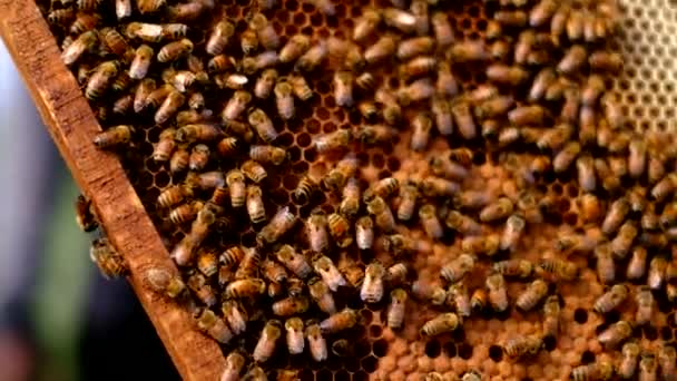 蜂の巣のフレーム 養蜂家は蜂蜜を収穫 養蜂家は蜂の完全なハニカムを保持します ベトナム農村部の農場で商業的に蜂蜜収集 — ストック動画