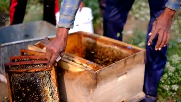 Cadres Une Ruche Apiculteur Récoltant Miel Apiculteur Vérifie Ruche Regarde — Video