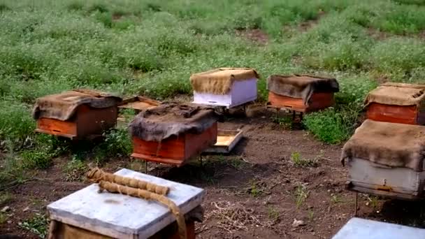 Bäuerliches Ackerland Auf Den Feldern Der Bienenstöcke Bienenstöcke Bienenhaus Bienenzucht — Stockvideo