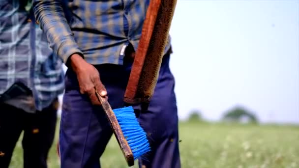 Die Rahmen Des Bienenkorbes Bienenzüchter Ernten Honig Die Hand Des — Stockvideo