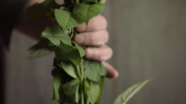 Mão Colocando Monte Rosas Pastel Rosa Branco Vaso — Vídeo de Stock