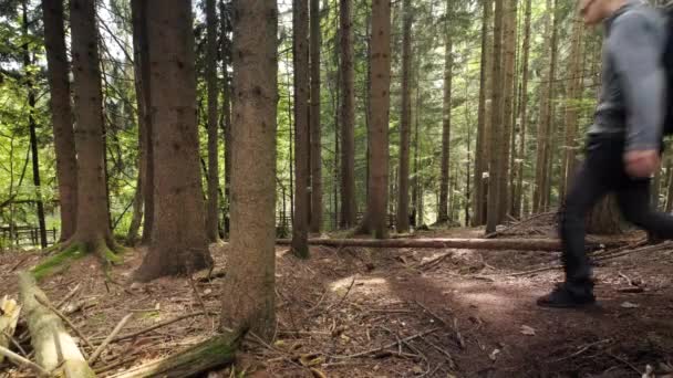 Uomo Passeggia Attraverso Gola Pokljuka Slovenia Durante Primavera Nel Parco — Video Stock