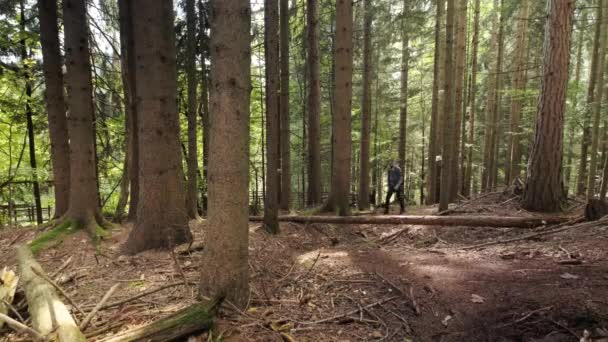 Hombre Caminando Por Desfiladero Pokljuka Eslovenia Durante Primavera Parque Nacional — Vídeo de stock