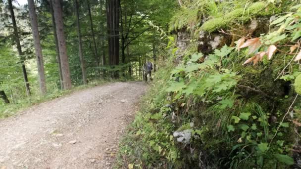 Man Går Genom Pokljuka Gorge Slovenien Våren Triglav Nationalpark Promenader — Stockvideo