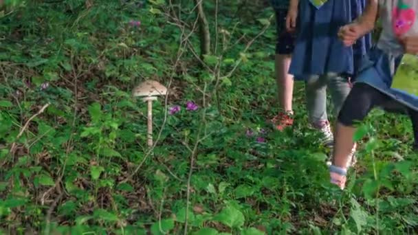 궁금하고 수줍어서 공원에서 수있는 아름다운 버섯에 어린이들 — 비디오