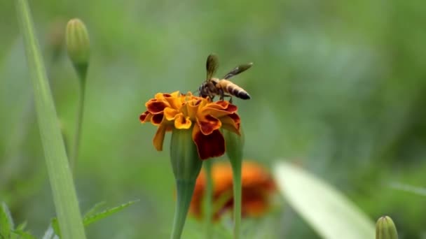 Une Abeille Collectionne Miel Une Fleur — Video