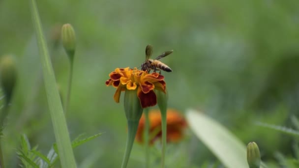 Una Abeja Recoge Miel Una Flor — Vídeo de stock