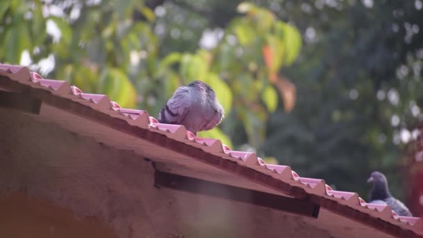 Een Duif Zit Een Dak — Stockvideo