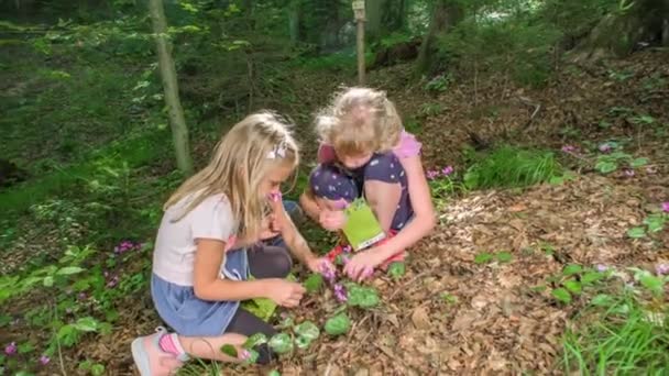 Dziewczyny Zwiedzanie Lasu Razem Wąchanie Podnoszenie Piękne Różowe Kwiaty — Wideo stockowe