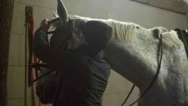 Stablehand Halters Bridles Belo Cavalo Branco Estábulo — Vídeo de Stock