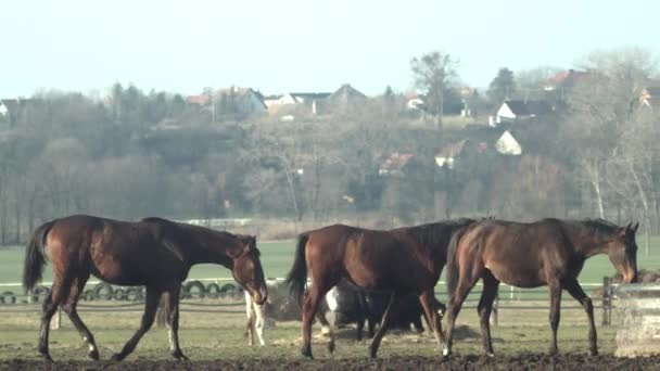 Três Cavalos Marrons Seguem Outro Para Calha Água Rastreamento Slow — Vídeo de Stock