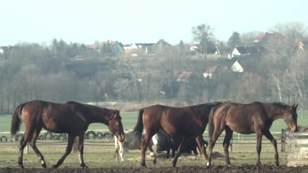 Drie Bruine Paarden Volgen Elkaar Naar Waterput Tracking Slow — Stockvideo