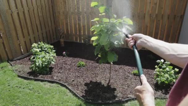 カナダのトロント ウォーターホースを使用して庭の植物に水をやる男 閉鎖ショット — ストック動画