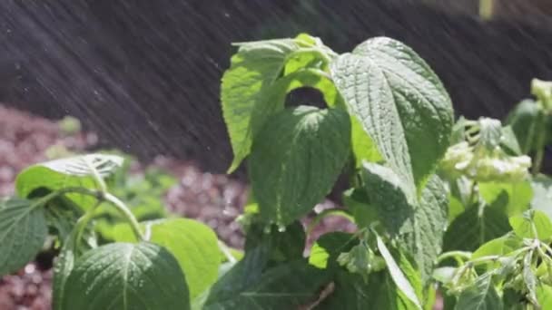 Ένα Υγιές Πράσινο Αναπτυσσόμενο Βοτανικό Φυτό Στον Κήπο Κοντινό Πλάνο — Αρχείο Βίντεο