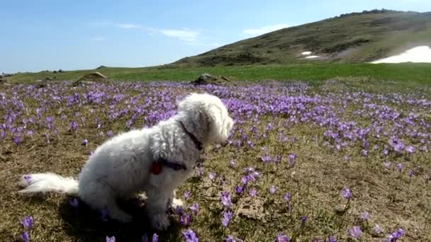 Petit Chien Maltais Mignon Blanc Mouvement Lent Prairie Fleurs Safran — Video