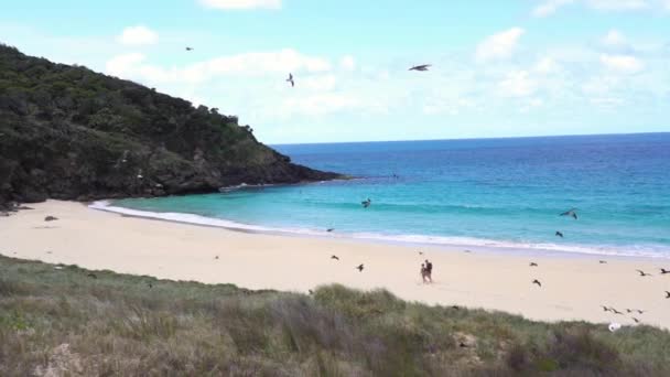 カップルが歩いている熱帯の島の美しい砂浜の上に鳥のサークル — ストック動画