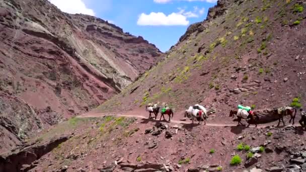 Vista Laterale Una Carovana Sherpa Che Avanza Nelle Montagne Cariche — Video Stock