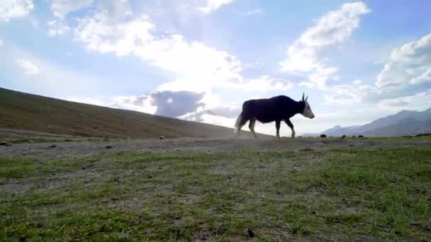 Lulu Kráva Chodí Kolem Pak Začne Krmit Zelené Trávě Vedle — Stock video