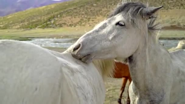 Střední Záběr Jako Roztomilí Bílí Koně Pečující Jeden Druhého Čichající — Stock video