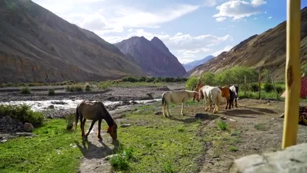 Push Shot Calm Sunny Day Horses Grazing River Mountains Sherpa — Vídeos de Stock
