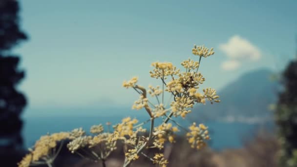 Foco Flores Amarillas Con Isla Volcán Mar Azul Fondo Día — Vídeos de Stock