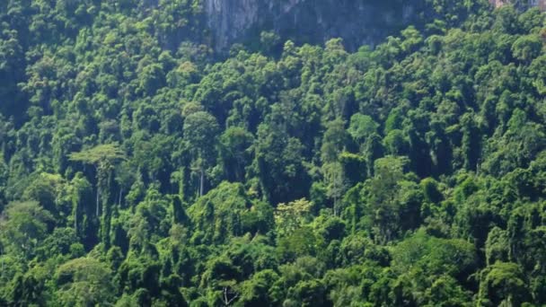 ジャングルが成長する岩山の息をのむような自然現象のクローズアップ カオソク — ストック動画
