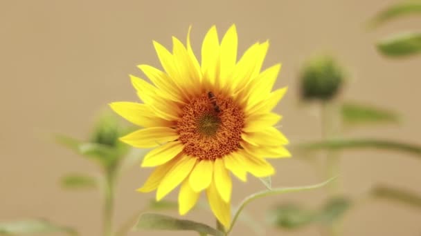从向日葵中采集花蜜的蜜蜂的广谱照片 — 图库视频影像