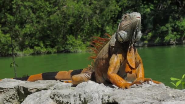 Turuncu Iguana Güneşi Bir Kayanın Üzerinde Banyo Yapıyor — Stok video