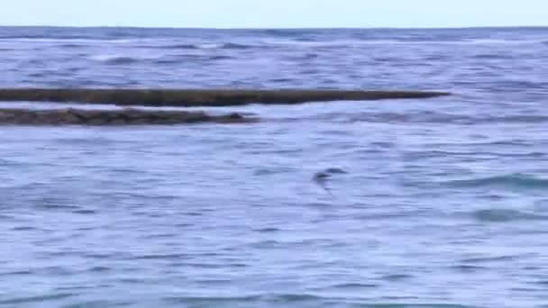 Möwe Fängt Fisch Auf See — Stockvideo