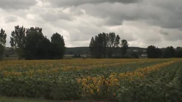 Vista Primeira Pessoa Condução Campo Rural Fazenda Girassol — Vídeo de Stock