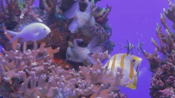 在深海中看到一串小而古老的鱼 这是一个令人惊叹的五彩缤纷的景象 — 图库视频影像
